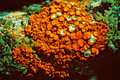 Fluorescent Orange Lichen