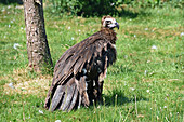 A Cinereous Vulture standing on the grass
