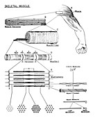 Skeletal Muscle, Diagram