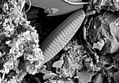 Freshwater Diatoms, SEM