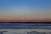 Flock of Snow Geese and Blackbirds