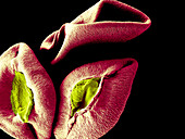 Alstroemeria Pollen Grains, SEM