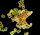 Staphylococcus epidermidis, SEM
