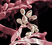 Penicillium camembertii, SEM