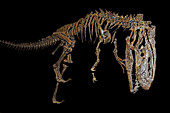 Allosaurus