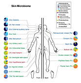 Skin Microbiome, Illustration