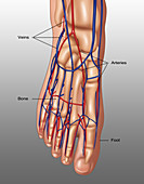 Foot Anatomy, Illustration