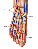 Foot Anatomy, Illustration