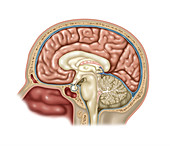 Anatomy of Brain, Illustration