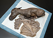 Horse fetus