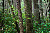 Alan Seeger State Forest Natural Area