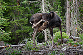 Young Moose Scratching