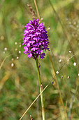 Pyrimidal Orchid