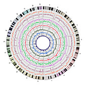Circos, Circular Genome Map, Mouse