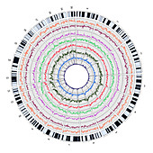 Circos, Circular Genome Map, Rat
