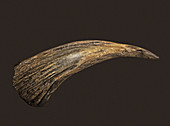 Buffalo Horn Spoon, Plains Indian