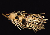 Elk Hoof Bag, Northern Plains Indian