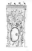 Absorption in Intestinal Epithelial Cell, Illustration