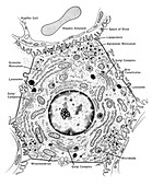 Liver Cell with Labelled Structures, Illustration