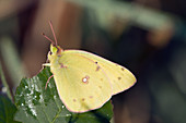 Cloudless Sulphur Butterfly