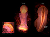 Embryo and Neural Tube