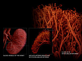 Blood Vessels of the Kidney