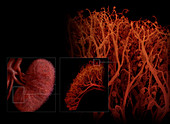 Blood Vessels of the Kidney