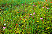 Native Wildflower Meadow