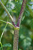 Poison Hemlock (Conium maculatum)