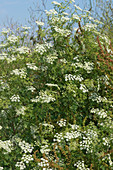 Poison Hemlock (Conium maculatum)