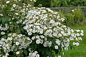 Rambling Rector rose flowers