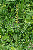 Common twayblade