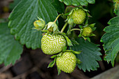 Unripe strawberries