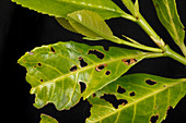 Shot hole of laurel leaves