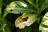 Shot hole of laurel leaves