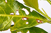 Shot hole of laurel leaves