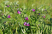 Common vetch