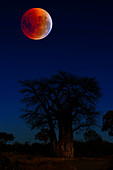 Total Lunar Eclipse and Baobab Tree
