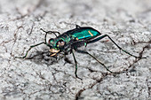 Green Claybank Tiger beetle