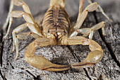 Stripe-tailed Scorpion
