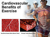 Cardiovascular Benefits of Exercise