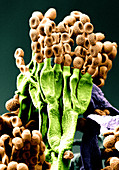 Penicillium chrysogenum, SEM