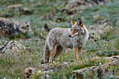Hunting Coyote, Canis latrans
