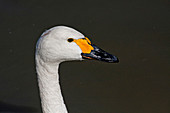 Close-up of a Bewick Swan