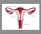 Uterus, Ovaries, Fallopian Tubes, Illustration