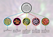 E. coli Infographic