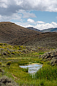 Alkali flat Wetland, Colorado, USA