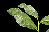 Powdery mildew on laurel leaves