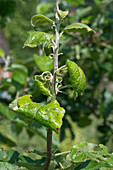 Aphid damage to apple