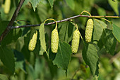 Young silver birch catkins